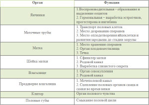 Функции половых органов самки