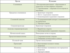 Функции половых органов самца