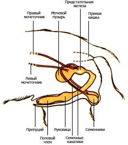 Строение половых органов кобеля