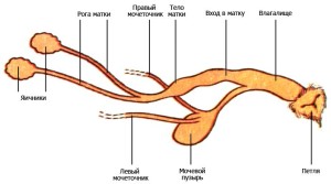Строение половых органов суки