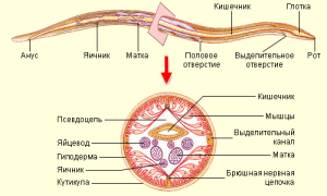 Аскарид, строение